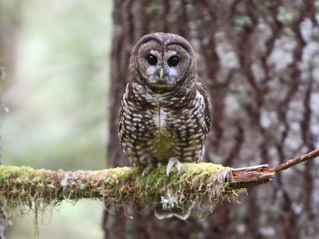 LFT collegiate overwatch for fall 2024:

-3.9 GPA, international honors student 
Mechanical engineering major
-4.6 peak, main support or flex support
-Dm here or discord KongDooGunthera