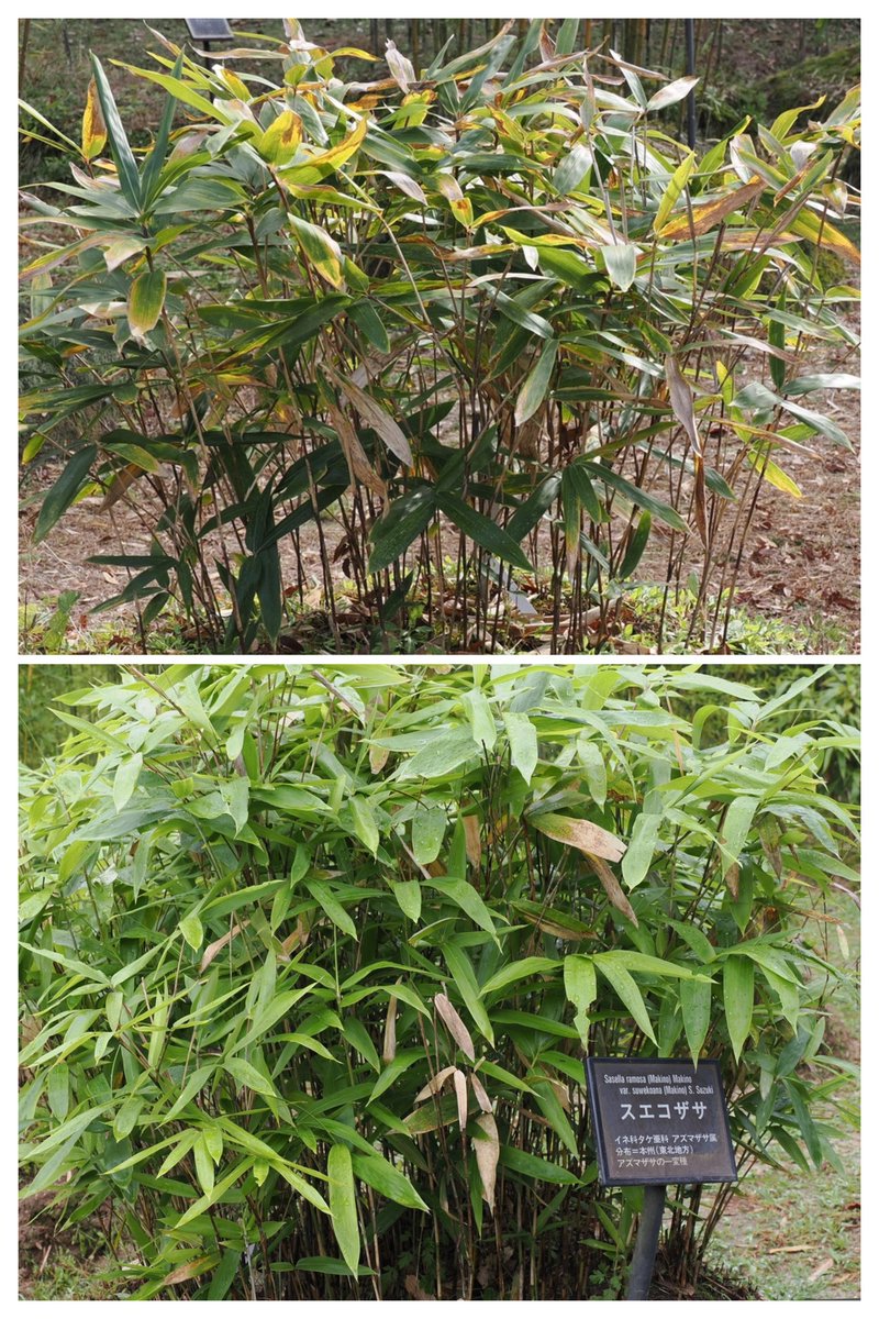 aotamanegi's tweet photo. 大阪公立大学附属植物園のスエコザサがやせ細っている。どうしたのだろう。 https://t.co/3G9xF4AXFA