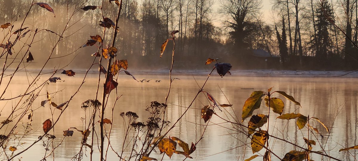 howyougo's tweet photo. Stellar Saturday sunrise!
#sunrise #goodmorning #fog #bcstormwatch #Saturday #Vancouver #FraserRiver #mtbaker #Saturdaylicious #lastweekendofNovember #Autumn #StormHour #Bbrr #Westcoast #Canadiangeese #WinterIsComing #Saturday #heron #shareyourweather https://t.co/mCCVRLJKKF