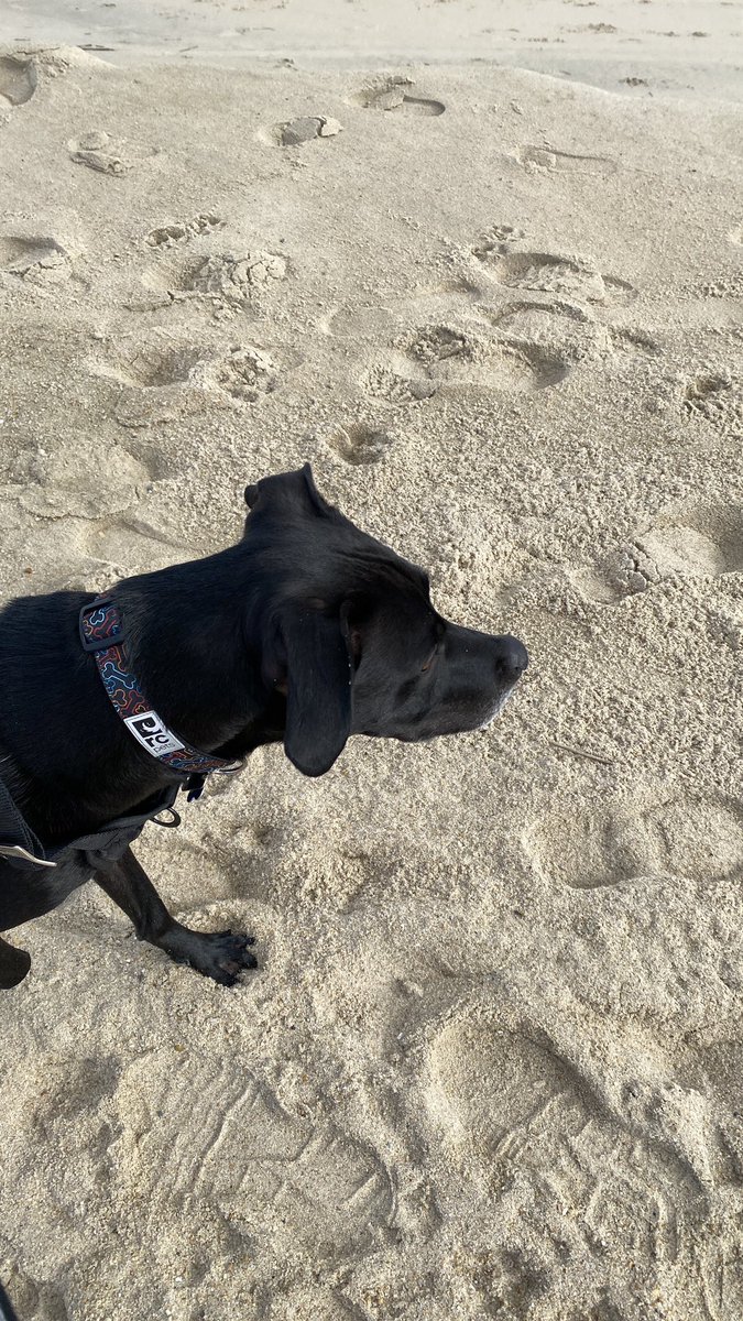 A change of surroundings is just magical sometimes. We all need a break to stop and take in the moment. 
#getaway #sand #dewey #rescuedog #labmix