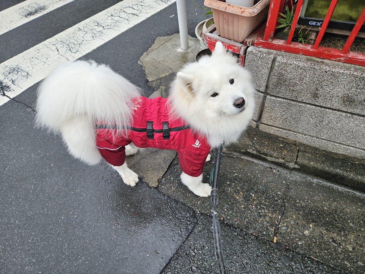 レインコート着て弔問に。
ハナちゃん、バイバイ。