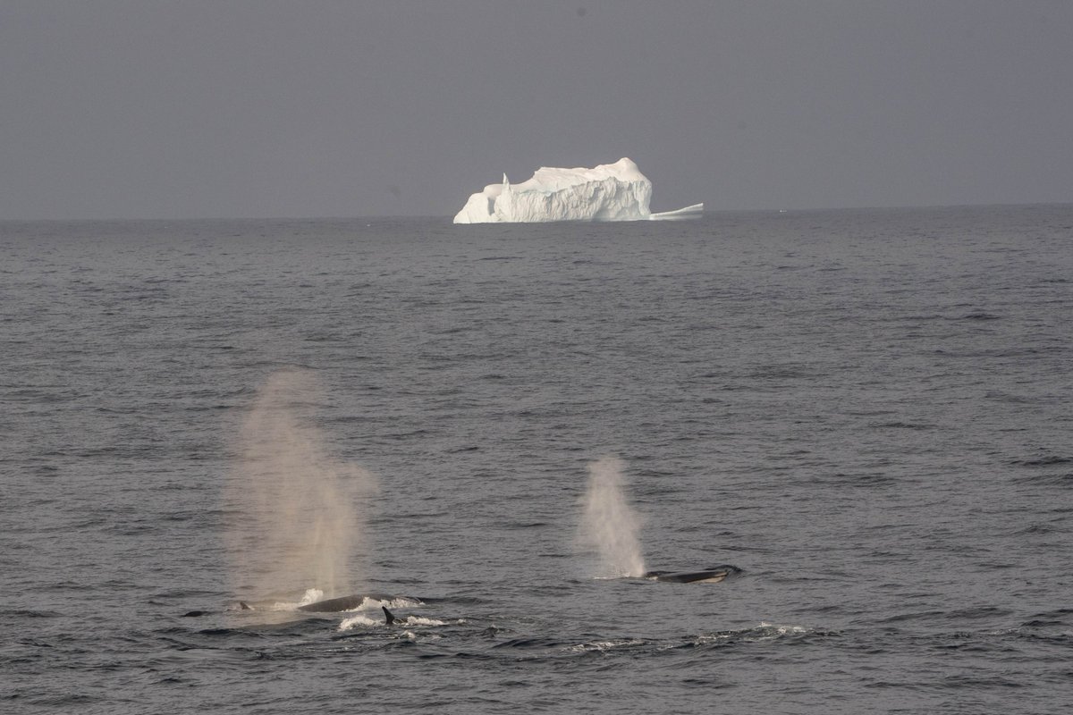 whale_nerd's tweet photo. Found a group of 9 travelling fin whales before breakfast this morning in calm seas. My favourites 🥰 https://t.co/7wSQemPAmv