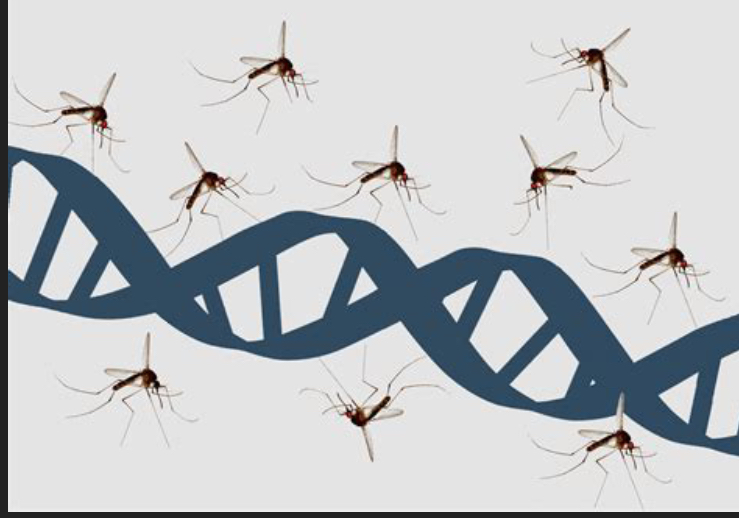 ItsAllATheatre's tweet image. #Mosquitos #GeneTechnology #BraveNewWorld
Coming to Australia: 

“QIMR Berghofer Medical Research Institute has applied for a licence to conduct laboratory- contained research to develop a gene drive mosquito to control the spread of malaria”.

ogtr.gov.au/sites/default/…