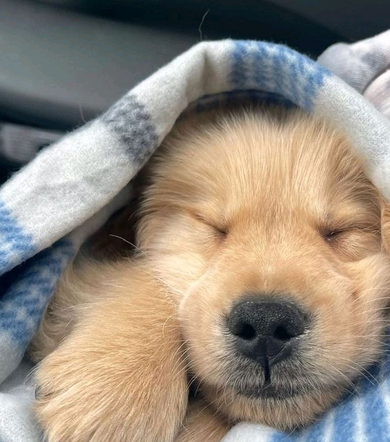 Good Evening from the Golden Retriever Channel. He's almost counting 🐑 Snuggle in gently
Snoozles💤😴😴💤

(Winter_thegolden IĜ) #cutepuppies