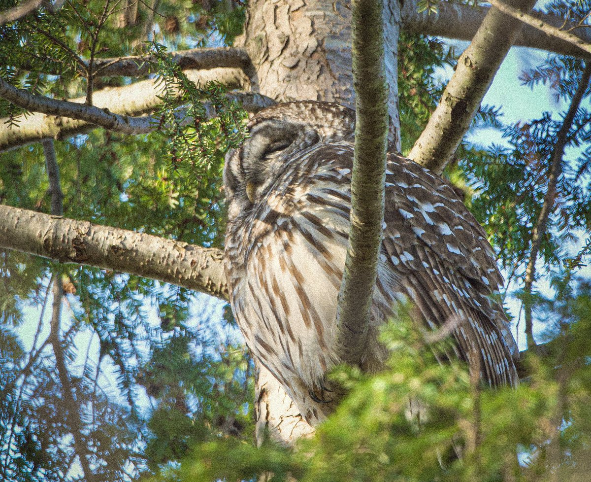 Me+Willow+Heritage Trail=Barred Owl in the Hemlock Tree.

#TwitterNatureCommunity #TwitterNaturePhotography #WildlifePhotography #Nature #Wildlife #Owls #TwitterNature #TwitterBirds