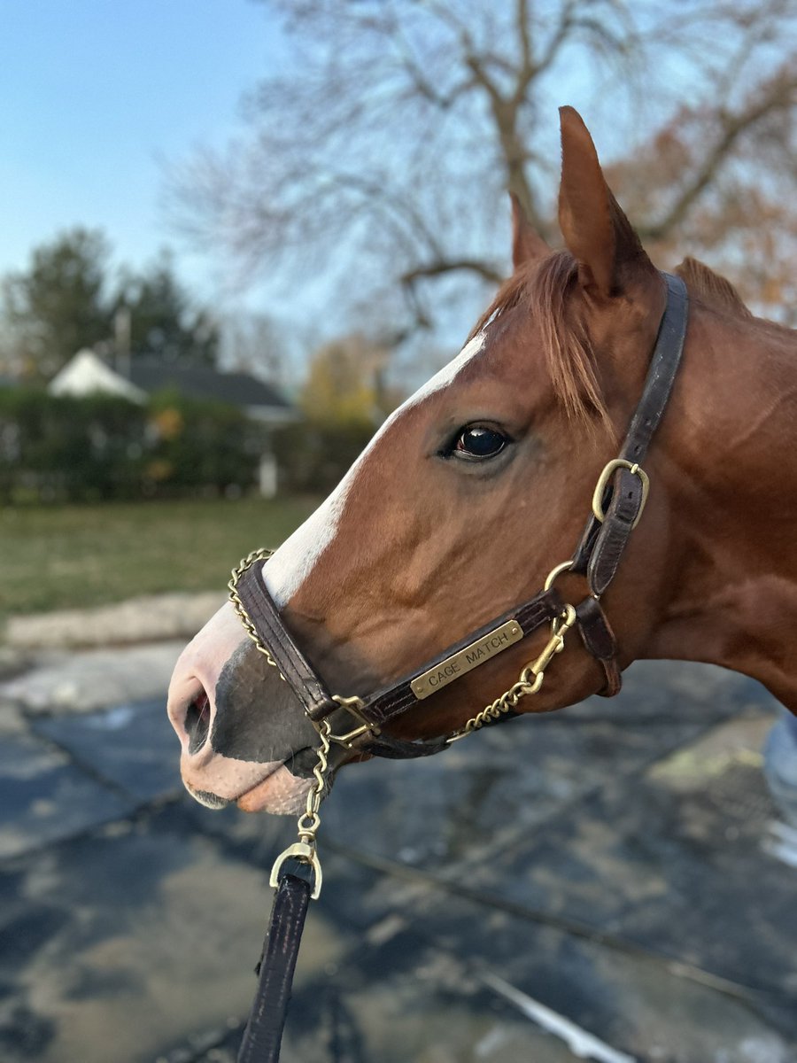 Cage Match 🐴 @C2RacingStable