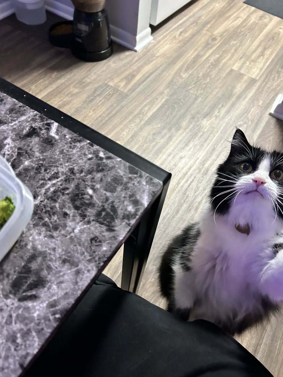 Pleas ‘the food. I’m starvfe? Ingore my full bowl it’s not full it empty’s it just looke full