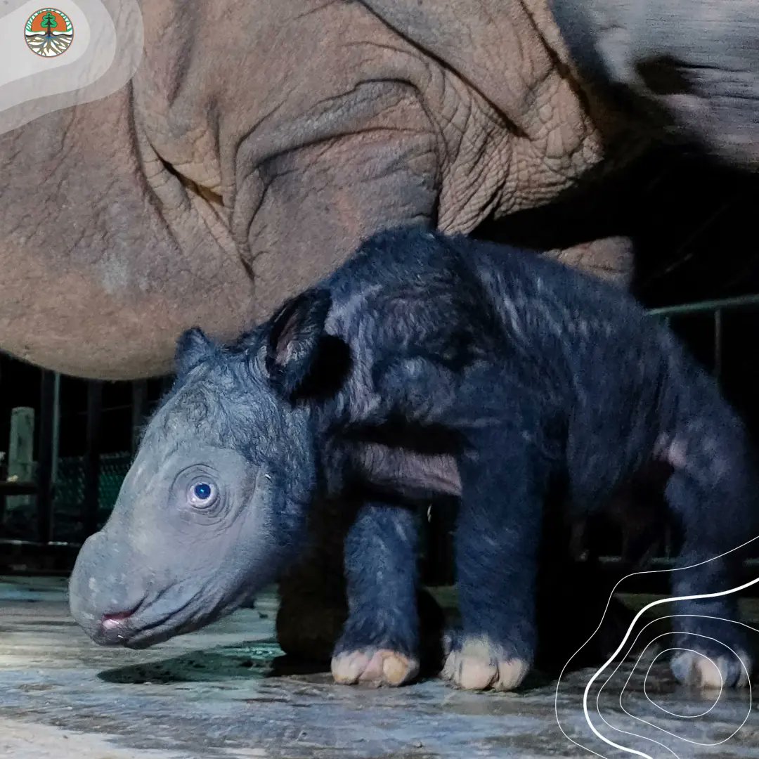 Halo #SobatHijau, ada kabar gembira nih! 

Telah lahir seekor anak badak sumatera (Dicerorhinus sumatrensis) berjenis kelamin jantan dari induk bernama Delilah di Suaka Rhino Sumatera Taman Nasional Way Kambas (SRS TNWK), pada hari Sabtu (25/11).