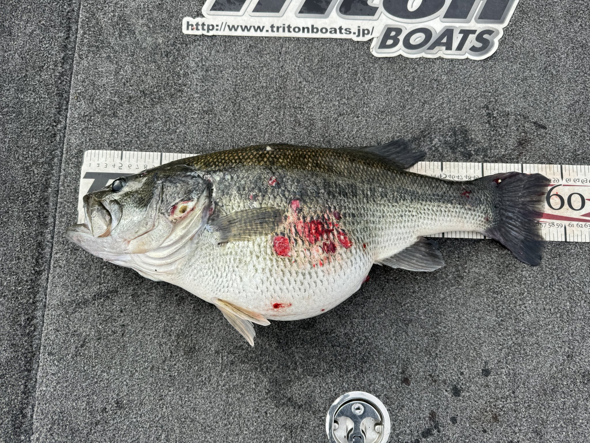 バス釣り mqdefault.jpg