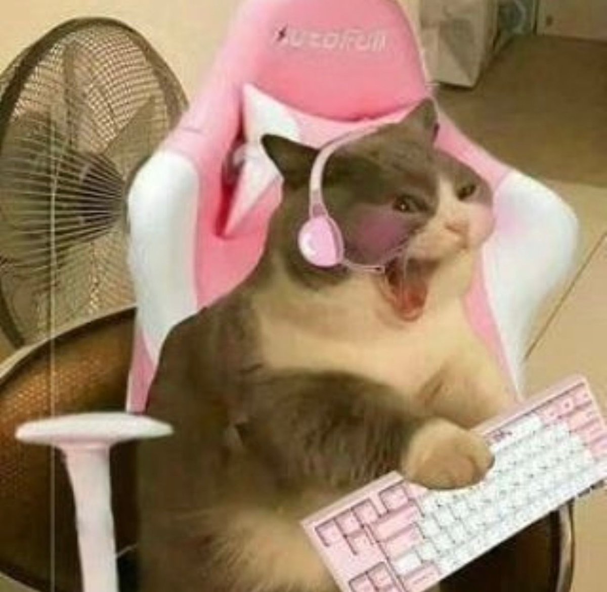 PostsOfCats's tweet photo. she’s playing Fortnite https://t.co/4CnZrYmEY3