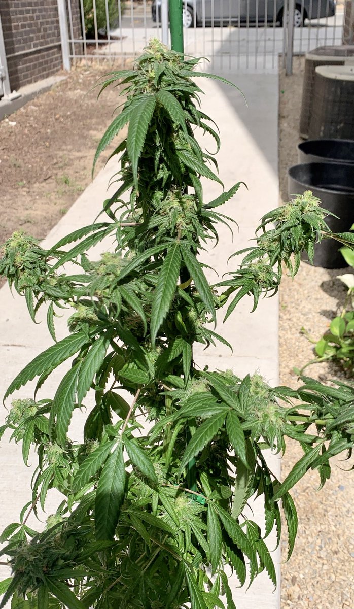 BloomsAndBudsNY's tweet photo. Shittt..I totally didn’t give myself enough credit in 2019 for my amateur #MangoKush #cannabis grow👏🌱 Opted for ghetto fab hybrid grow style in DC, as Washington’s swampy ways allow longer outdoor grows. I’d pull inside under LEDs (in my dining room LOL smh) based on weather.👨🌾 https://t.co/bFEbczWkiI