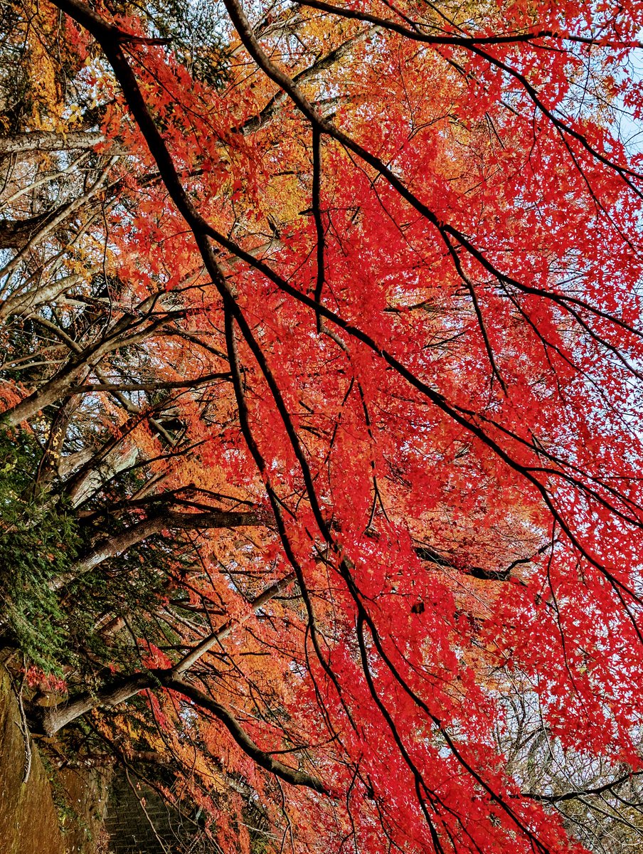 「久々に紅葉とか見たわ(引きこもり 」|如月千幸のイラスト