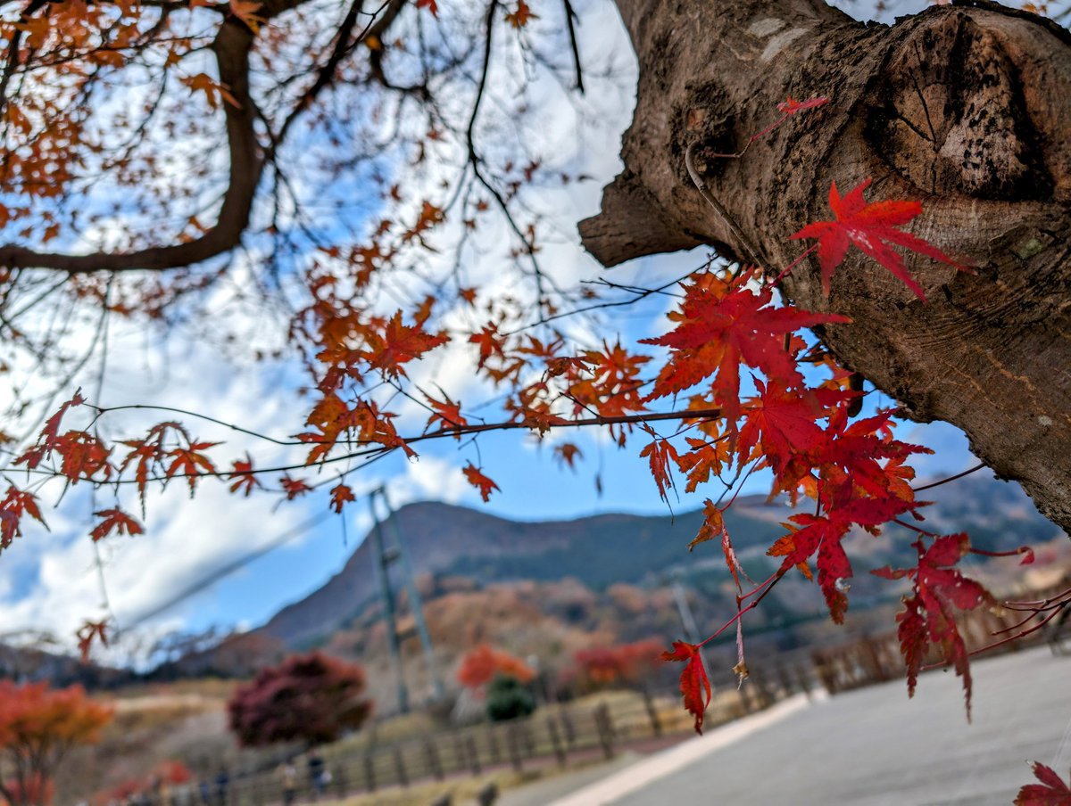 「久々に紅葉とか見たわ(引きこもり 」|如月千幸のイラスト