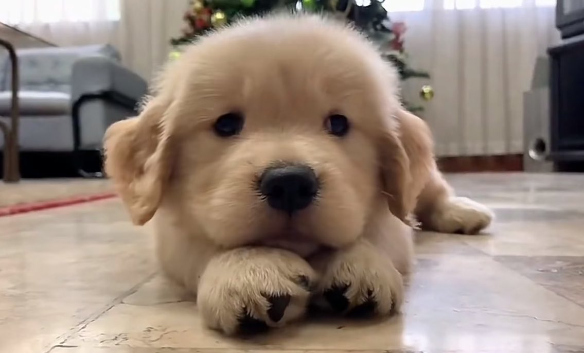 dogonboo's tweet photo. ก้เป็นแค่หมานิ https://t.co/iw7GqBLlIX