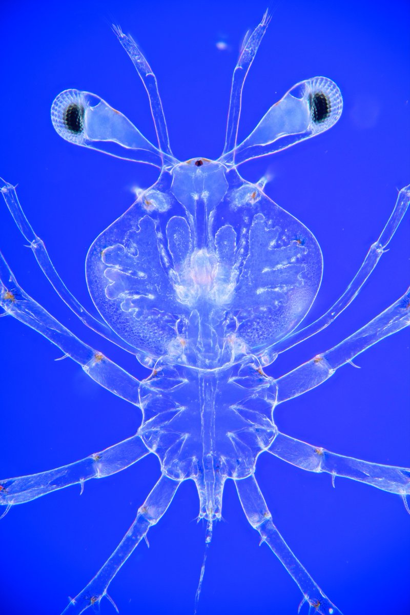 Phyllosoma larvae are quite rare in the plankton and I only found a few, like this one I found on a Mediterranean holiday. Here imaged using an old school (100+years) microscopic illumination technique called Rheinberg Illumination. #Plankton #MarineLife