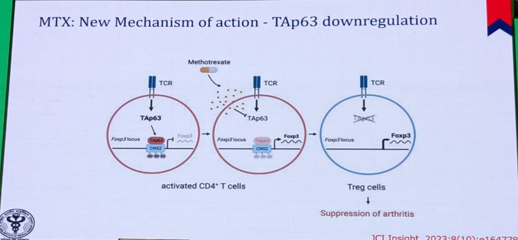 Year in Review: Pathogenesis of RA simplified by Dr Ranjan Gupta 🔵Mucosal origin of RA- presence of pathogenic bacteria in at risk & early RA vs healthy 🔵Carbamylated NETs are osteoclastogenic 🆕 MTX- new mechanism of action- TAp63 ⬇️ #IRACON23