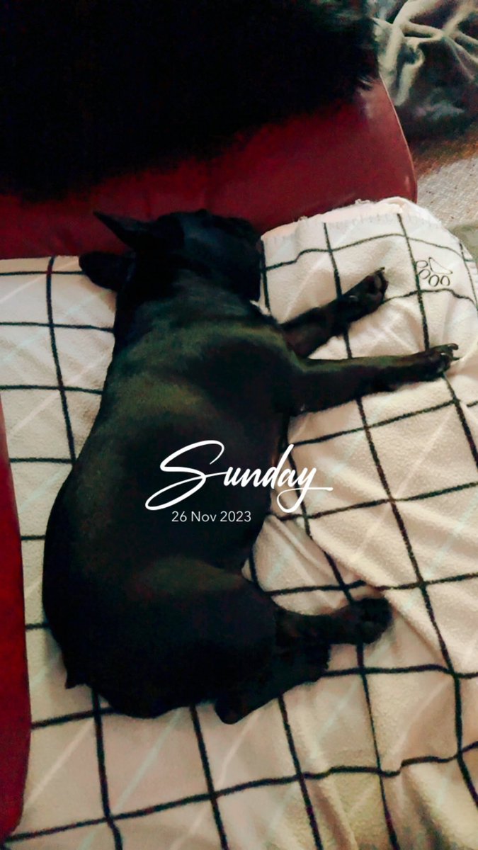 She had the best life 
#frenchie #sundaynaps