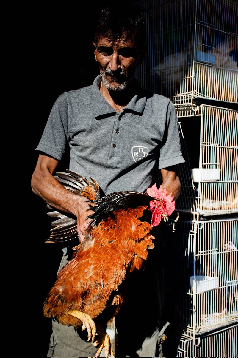 GM fam ✨
Bird market 
The seller was no longer attached to any of those birds in his shop. 
Every day he looked for a customer to get rid of one of them, and it could have been painful for each of those birds.
💥8 tez
objkt.com/asset/KT1QwipJ…