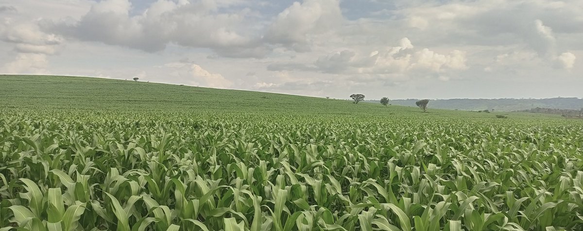 MpondaSabinus's tweet photo. If you are interested in maize farming please like and retweet. https://t.co/iPHyEiOL2q
