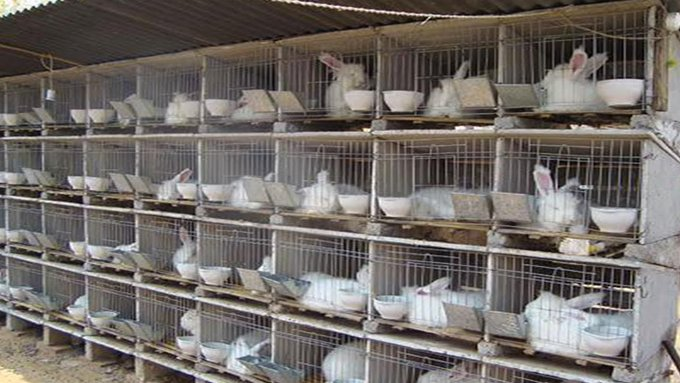farmingmfs's tweet photo. Dear Rabbit lovers,

📢In response to your request, here is what you need to know if you want to start a successful rabbitry 🐇farming business!📝

⚠This guide should not replace the farmer's effort to seek more guidance and ask more questions.

#Thread 🐇🐰👇👇1/10 https://t.co/ofdvsoMHLR