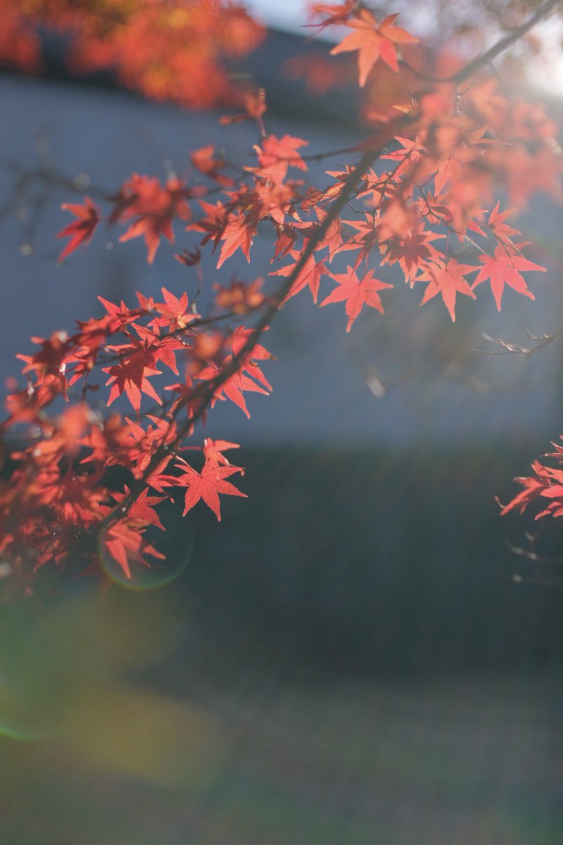 今日は紅葉狩りしつつ温泉行ってきた♨️
#fujifilm_xseries #7artisans 35mmf0.95