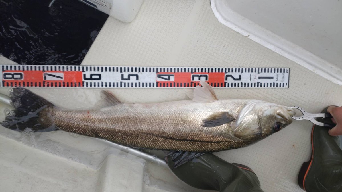 f_m0721's tweet photo. スズキ釣りの結果102匹

今日釣った最大のスズキ自分で釣った80cm！ https://t.co/6GcFy6VjMO