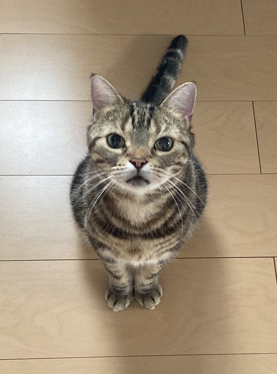 今日で８歳になりました(^-^)！！
Happy birthday to 力丸🐱😁