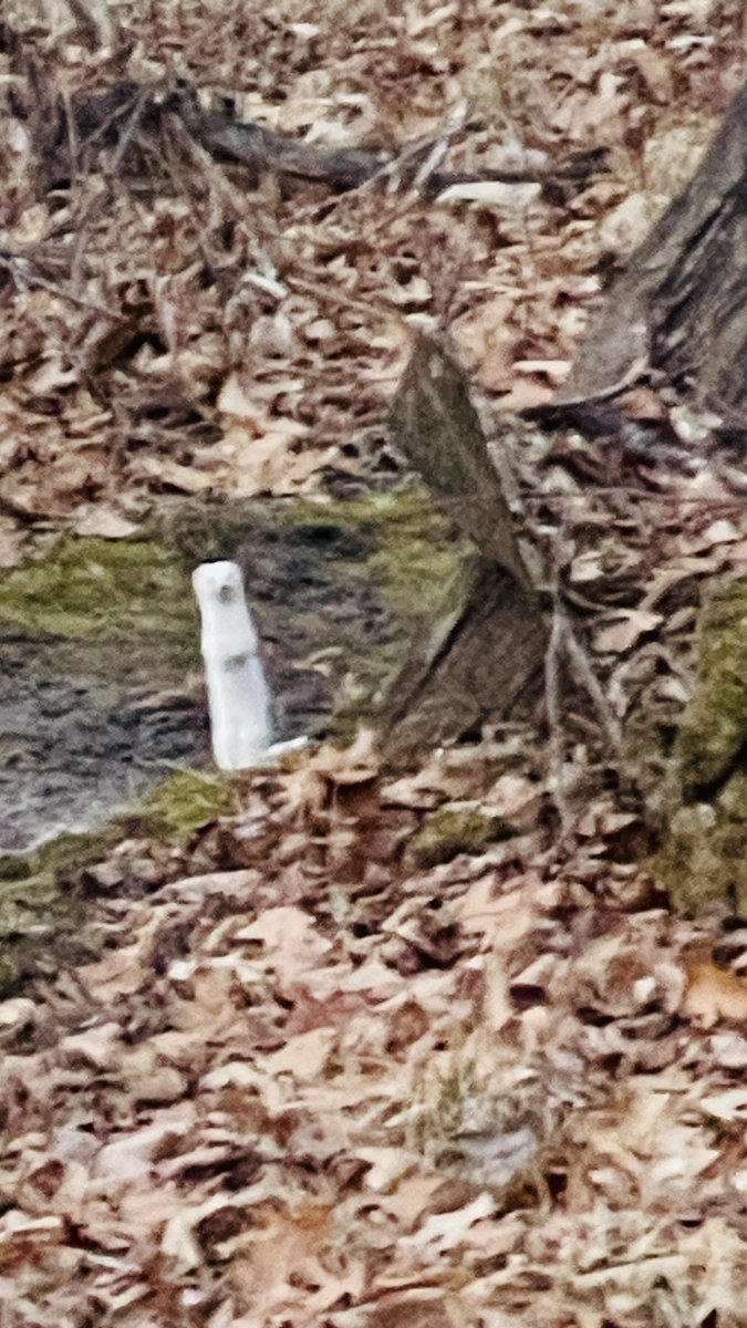 RichardsJay's tweet photo. Always see tons of track but only a few times in person have seen a ermine. Fun to watch, definitely not afraid and almost was showing off. Brisk but beautiful afternoon ride. https://t.co/EudNA1uzWz