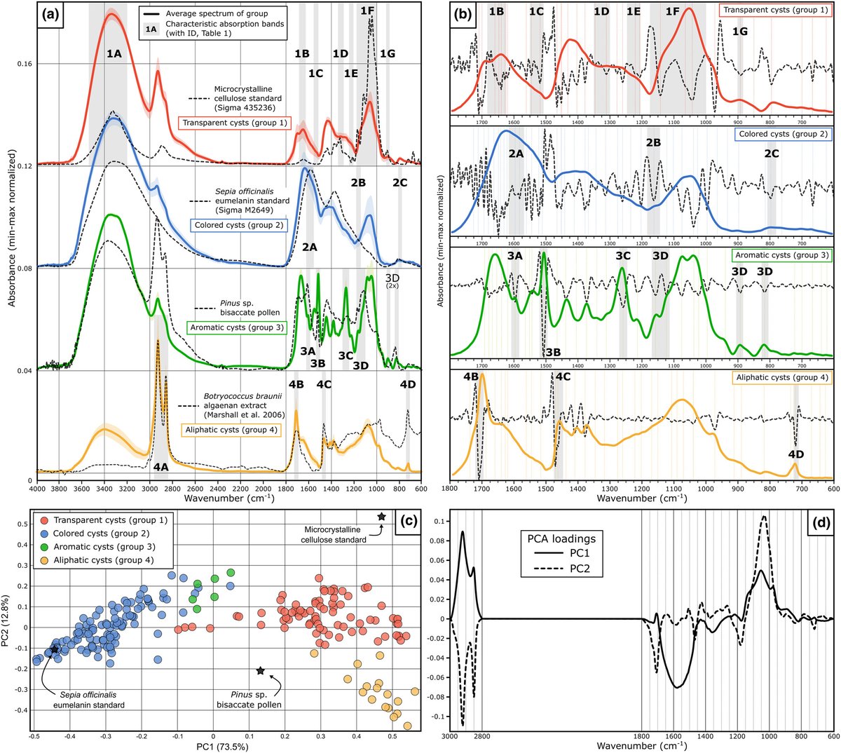 #JPhycol Vol 59 Issue 5 Meyvisch et al. (2023) Does dinocyst wall composition really reflect trophic affinity? New evidence from ATR micro-FTIR spectroscopy measurements doi.org/10.1111/jpy.13… @wileyplantsci @WileyEcolEvol @PSAAlgae