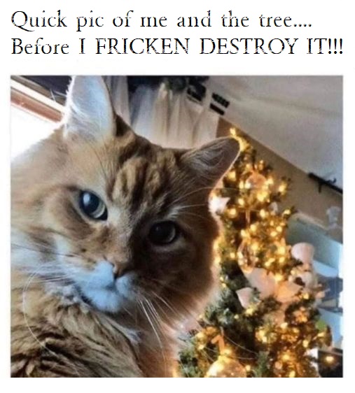 Happy #Caturday, Everyone...LOL
#catsbehavingbadly #badkitty #naughtycat #CatsOfTwitter #ChristmasCat