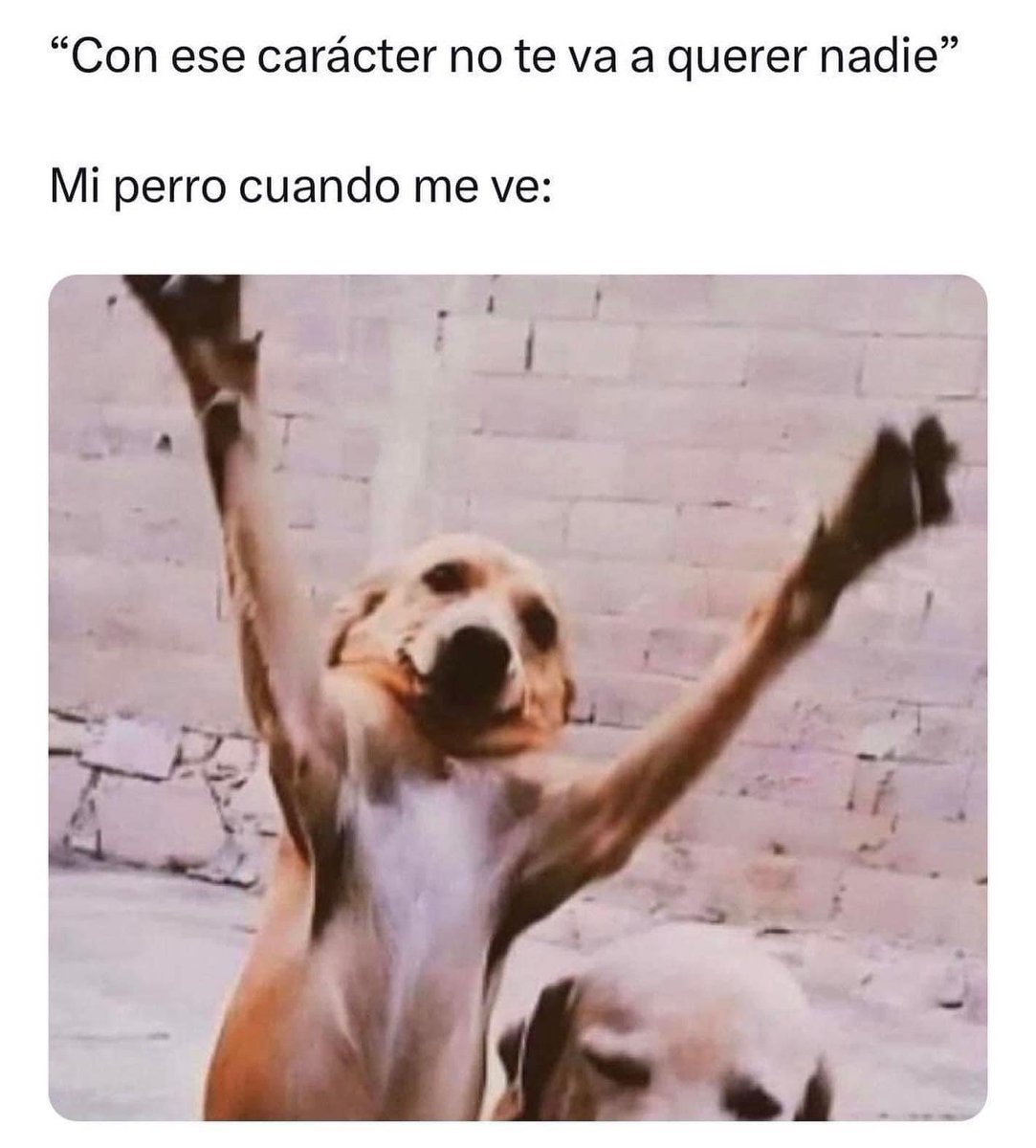 ertl27's tweet photo. Literal mi #Brayi 🐶🥰 https://t.co/W7NRVjrX1K