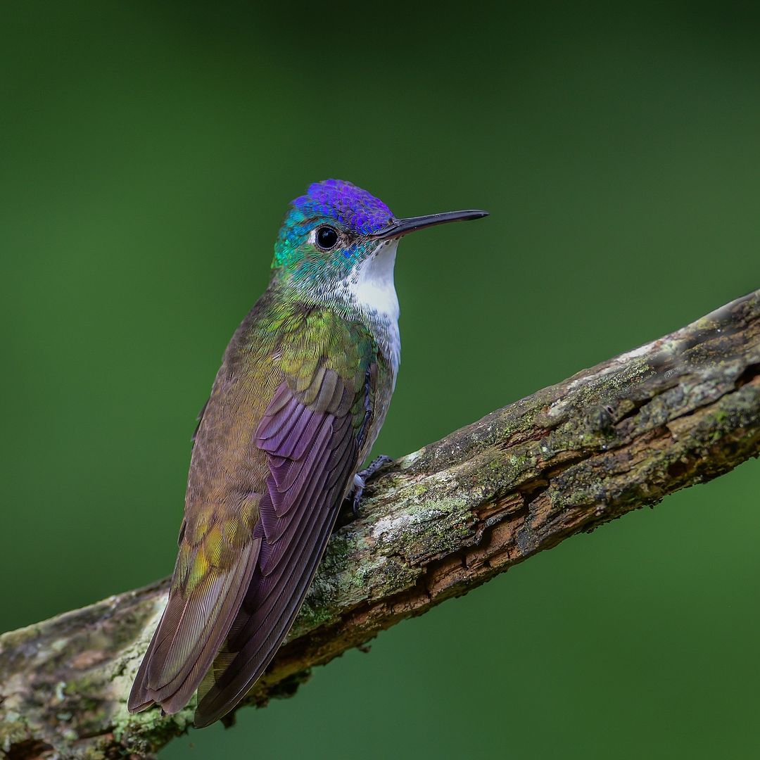 Hummingbirdslo's tweet photo. jason_tiesman_birdphotography I’m not the kind of guy to post Turkey images to Instagram on thanksgiving, but what I will do is share this gorgeous Azure-crowned Hummingbird instead 😂 Wishing all my friends here an amazing and safe holiday ahead.
#hummingbirs
#photo https://t.co/leDLOcVPd7