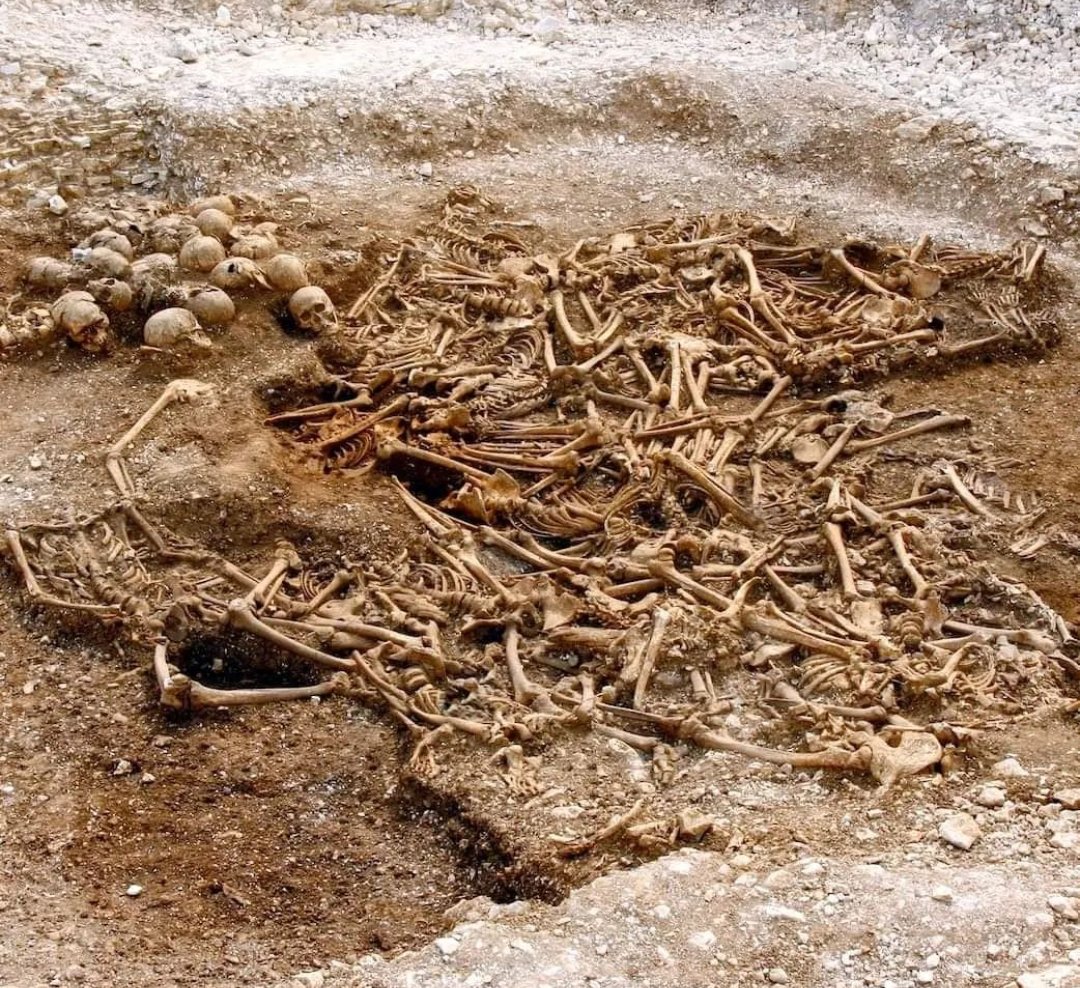 archeohistories's tweet photo. Headless Vikings of Dorset (970-1025 CE), United Kingdom.

Ridgeway Hill Viking burial pit was a mass grave of 54 skeletons, including 51 skulls, of Scandinavian men executed some time between 970-1025 CE. Men are believed to have been Vikings executed by local Anglo-Saxons. 

Bodies had been thrown into the pit haphazardly but severed heads had been piled up separately to one side. Pit was in a disused Roman quarry, used by killers for convenience rather than specially dug for purpose. It lay next to what was a main road and parish boundary in Anglo-Saxon times; such prominent locations were typically used for public executions. 

They had all been killed at the same time with a large, very sharp weapon such as a sword. They had not been cleanly killed, as many of them had suffered multiple blows to vertebrae, jawbones and skulls. One man had his hands sliced through, suggesting that he had attempted to grab sword as it was being swung towards him. 

Judging from lack of any remains of clothing or other possessions, they had probably been naked when they were thrown into the pit. There are more bodies than skulls, suggesting that three of the heads, perhaps of high-ranking individuals were kept as souvenirs or put on stakes. 

Their physical features were also very similar to Scandinavian populations of the time and physique of some of them indicated that they were possibly warriors. One man had filed grooves into his front central upper incisors, a possible indication of warrior status that has been observed in Scandinavian burials. However, men were not all in good physical condition. One had suffered from a painful and disabling suppurating leg wound since childhood, which would have significantly slowed him and his group. Another had a deformed right leg as a result of a fractured femur. 

It has also been suggested that executions may have been linked to St. Brice's Day massacre, a frenzied mass killing, or that Viking men were executed by their own kind for defection. Crudeness of execution and large number of victims indicate it was not carried out by trained executioners.

- Subscribe for Weekly Newsletter -
https://t.co/QSjn4yGpeh

#archaeohistories