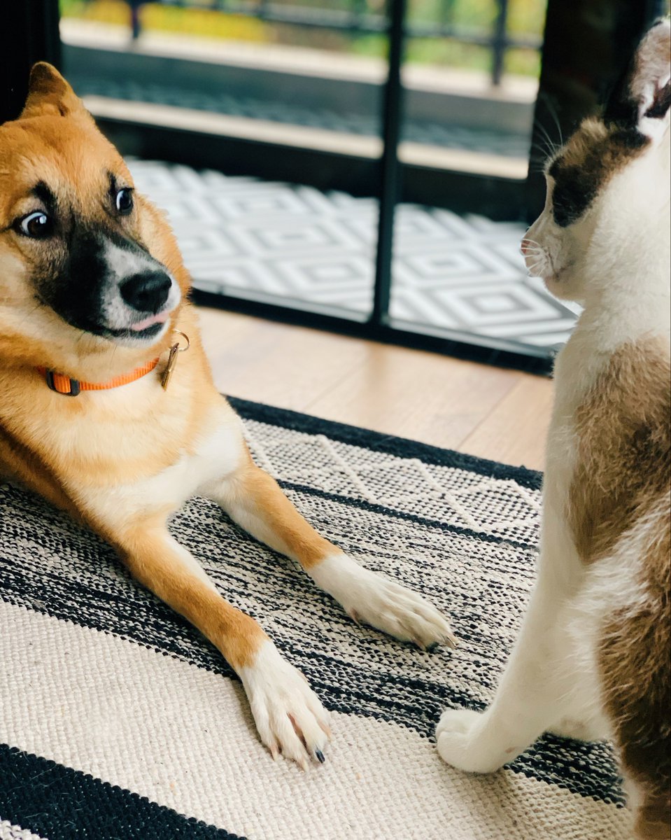 nyorozo's tweet photo. 犬と猫を飼ってると、どっちが強いんですか？　て時々聞かれますけど、答えはこれです https://t.co/SIconyfesm