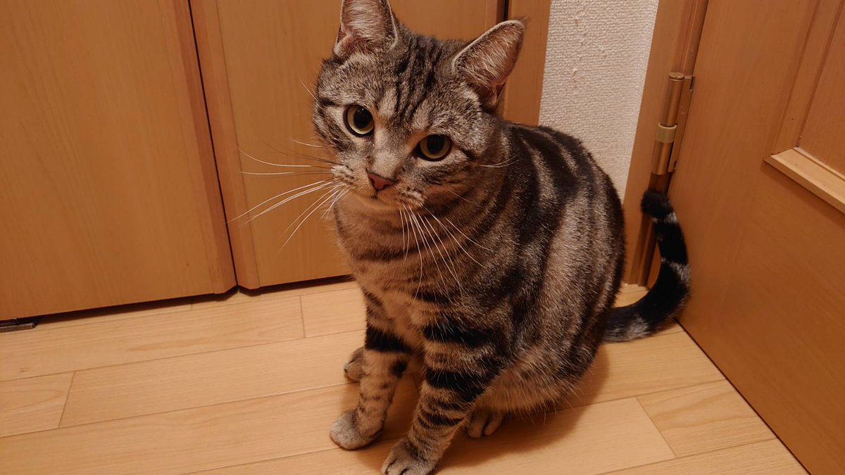 rimul130's tweet photo. 前の方とご連絡が取れなくなってしまったため、再度この子の里親を募集します。
ご迷惑おかけしますが、どうかご協力の程宜しくお願いします。

●りん君　♂　4歳
●アメリカンショートヘア
●去勢済み
●千葉県

病気もせず元気に暮らしています。
爪切りもさせてくれるすごく良い子です。
#里親募集 https://t.co/pMM9sD1fnC