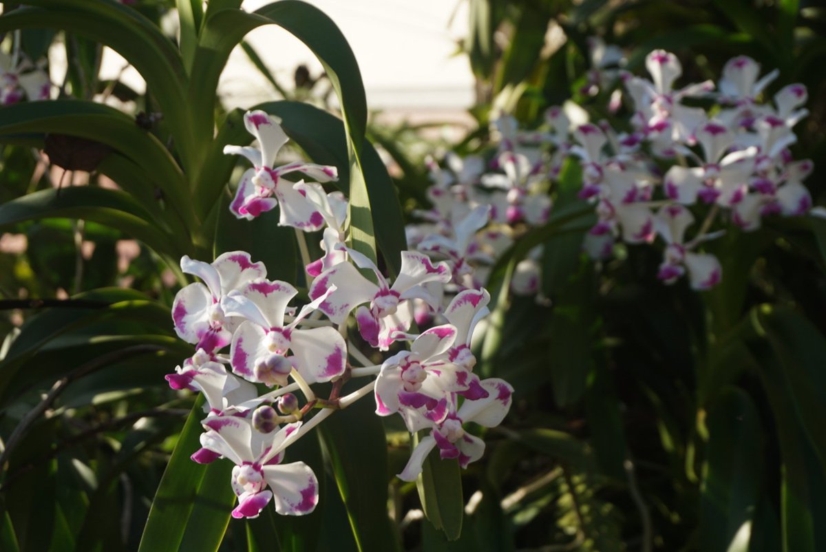 PaphioChien's tweet photo. Vanda luzonica 'Money'
8 stems this season, so good.
#Vanda #orchids #plants #rain_forest https://t.co/AfIbj2HaSX