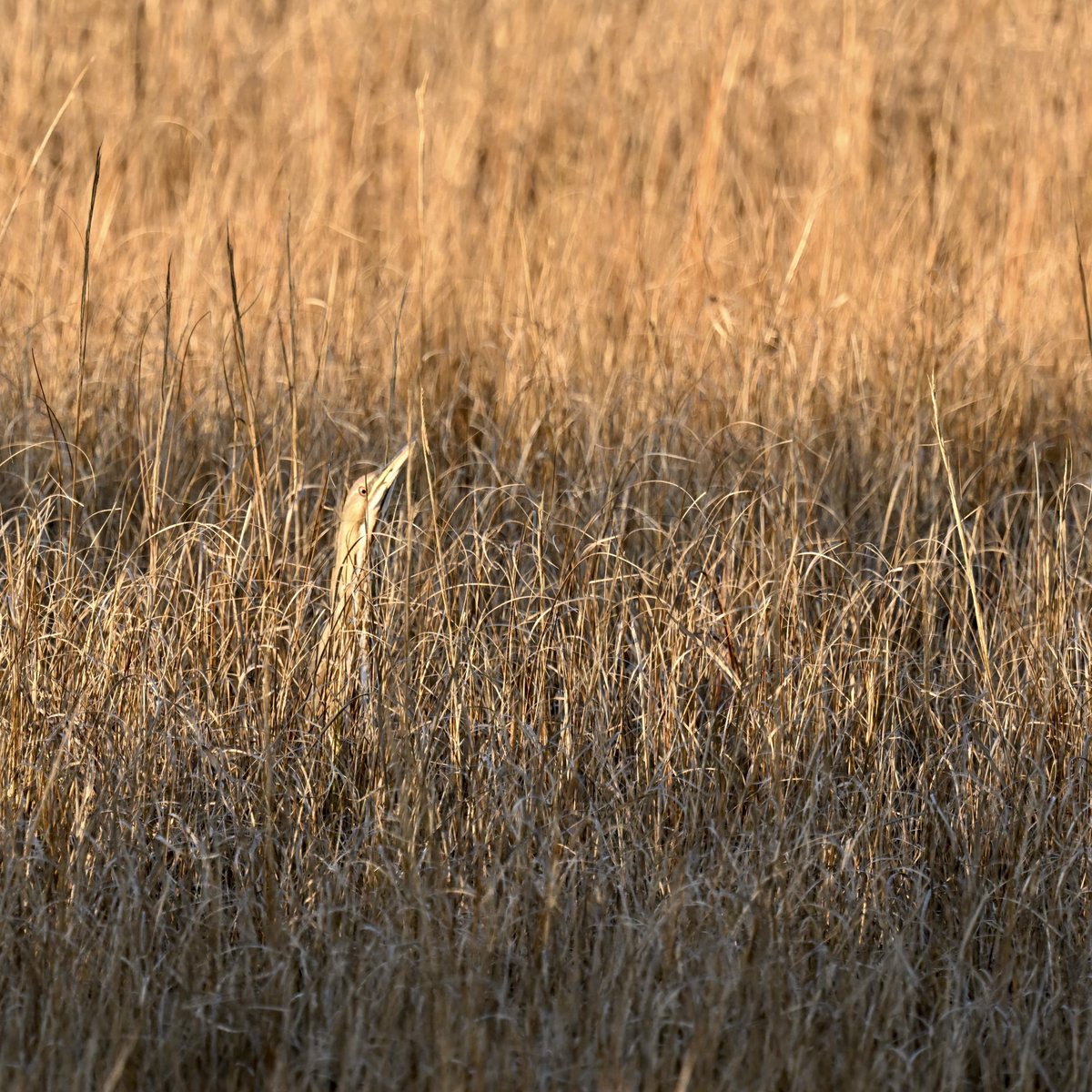 EspressoBird's tweet photo. American bittern sneaking a peek at Hammonasset Beach
#BirdsSeenIn2023 #birdphotography #americanbittern https://t.co/xBckNmGvqs