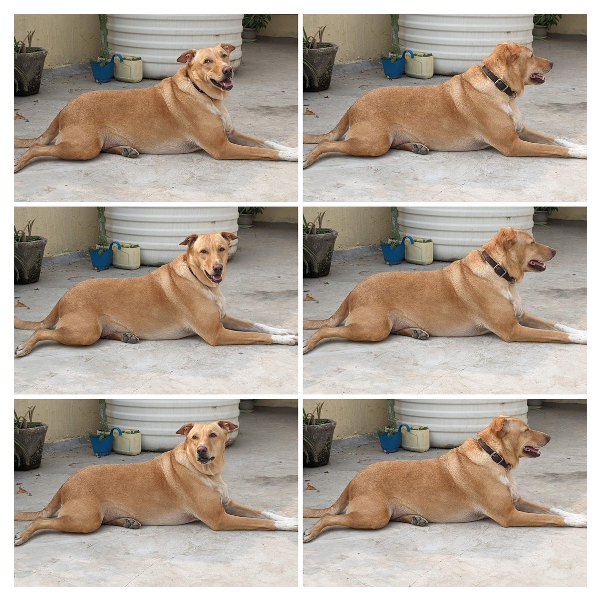 aloksandal's tweet photo. @googlephotos thank you so much  for this amazing collage, I'm getting this printed on 50 cm by 50 cm canvas 😃 https://t.co/k1N18uo5P9