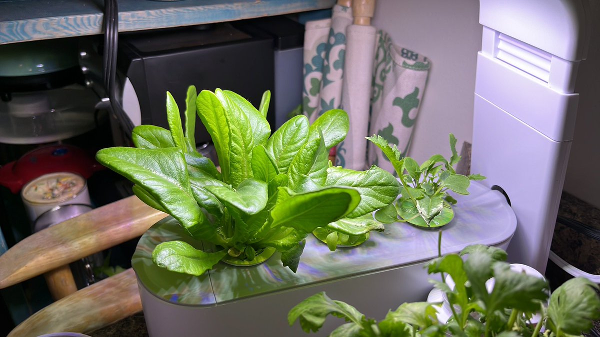 dawn_kimmy_nl's tweet image. I’m sprouting some seeds to go with my lettuce I’m growing. Have you tried these before @ChaulksterTammy it’s the first time for me. 🌱
#sprouting