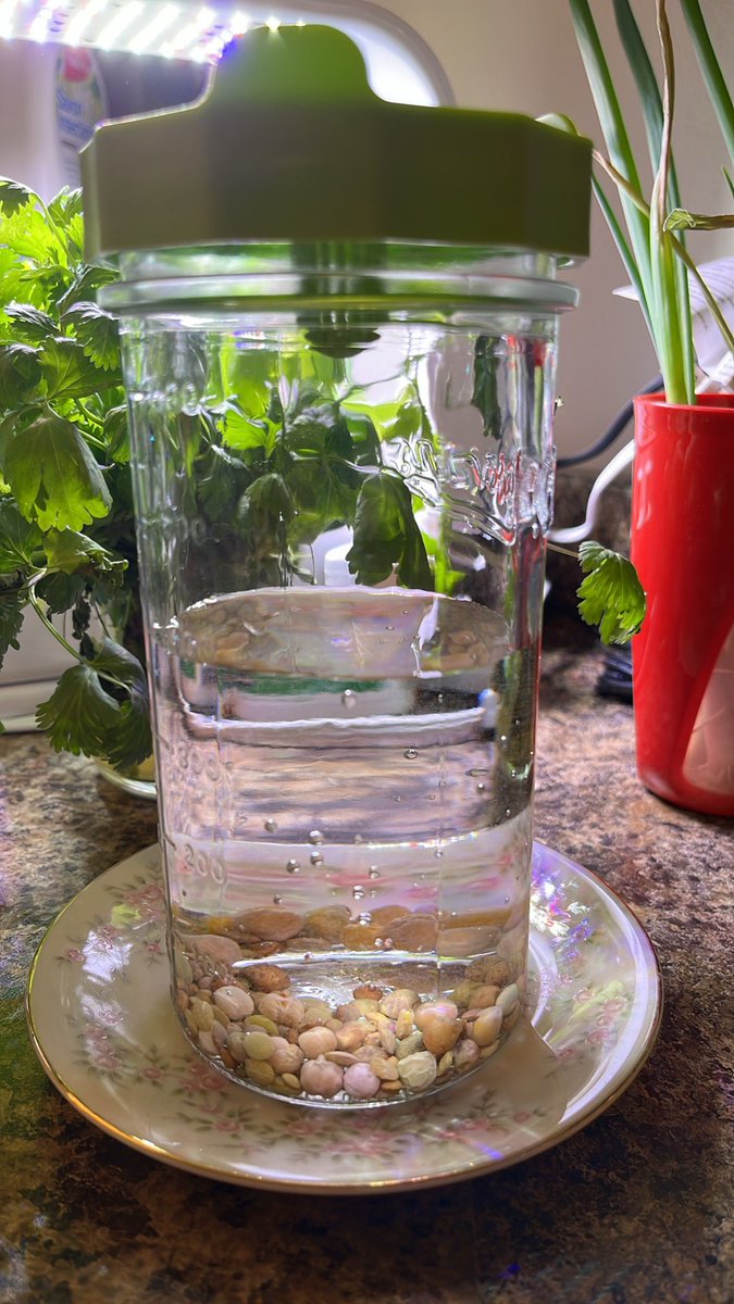 dawn_kimmy_nl's tweet image. I’m sprouting some seeds to go with my lettuce I’m growing. Have you tried these before @ChaulksterTammy it’s the first time for me. 🌱
#sprouting