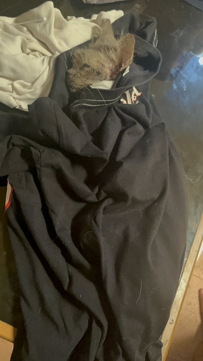 Milo🐥 Uno🦖 tweet media