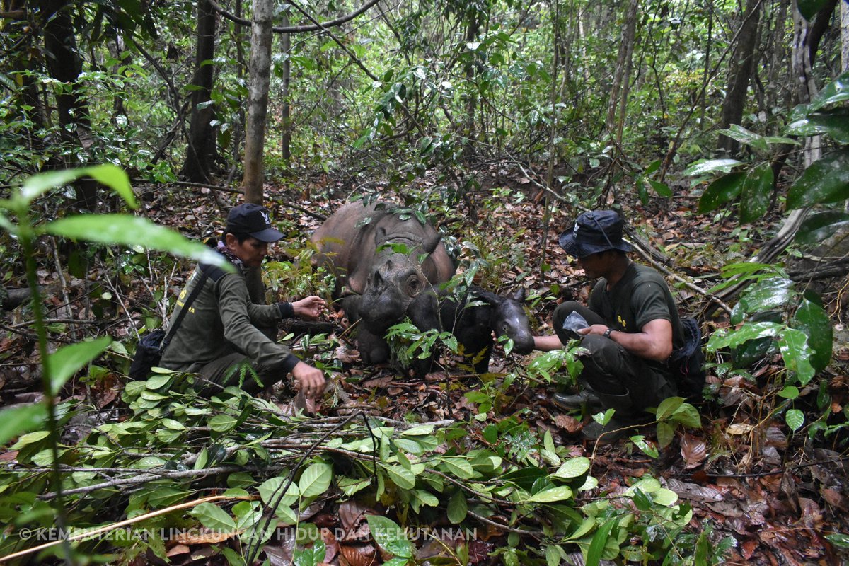 SitiNurbayaLHK's tweet photo. Alhamdulillah, kabar gembira.
Seekor anak badak sumatera (Dicerorhinus sumatrensis) berjenis kelamin jantan lahir dari induk bernama Delilah di Suaka Rhino Sumatera Taman Nasional Way Kambas (SRS TNWK), pada hari Sabtu (25/11). https://t.co/b4VtQ5pKfl