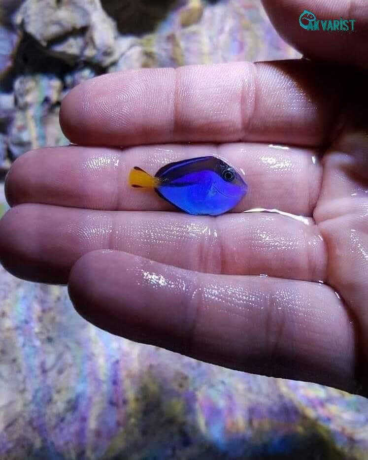 Akvaristbilgi's tweet photo. 💙💙 Baby Blue Tang 💙💙
.
.
#sohaltang #purpletang #reeftank #coral #saltwateraquarium #aquarium #fish #coralreef #saltwatertank #allmymoneygoestocoral #reefporn #nemo #fishtank #nanoreef #reefaquarium #corals #reefaddict #saltwater #anemone #reefing #reeflife #reefroids #keşfet https://t.co/mzlPzpvxBo