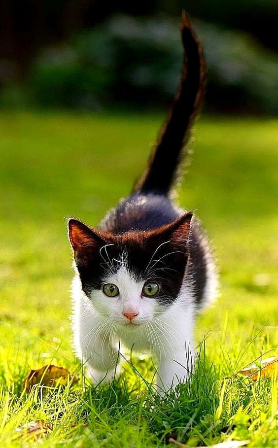 DreamyTechGirl's tweet photo. Chasing dreams and stealing hearts, this little furball is on a mission to sprinkle joy wherever those tiny paws take her! 💖🐾  #AdorableExplorer #FurryJoy @ https://t.co/eG7RJLC9I5 https://t.co/FmdueoLV4E