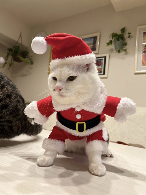 クリスマスパーティーのリハーサル🎅 https://t.co/CzYeY3rNVL<a href="/tag/%E5%A5%B3%E5%84%AA%E3%83%9E%E3%83%BC%E3%83%A1%E3%82%A4%E3%83%89"class="tags"><span>#女優マーメイド</span></a>
