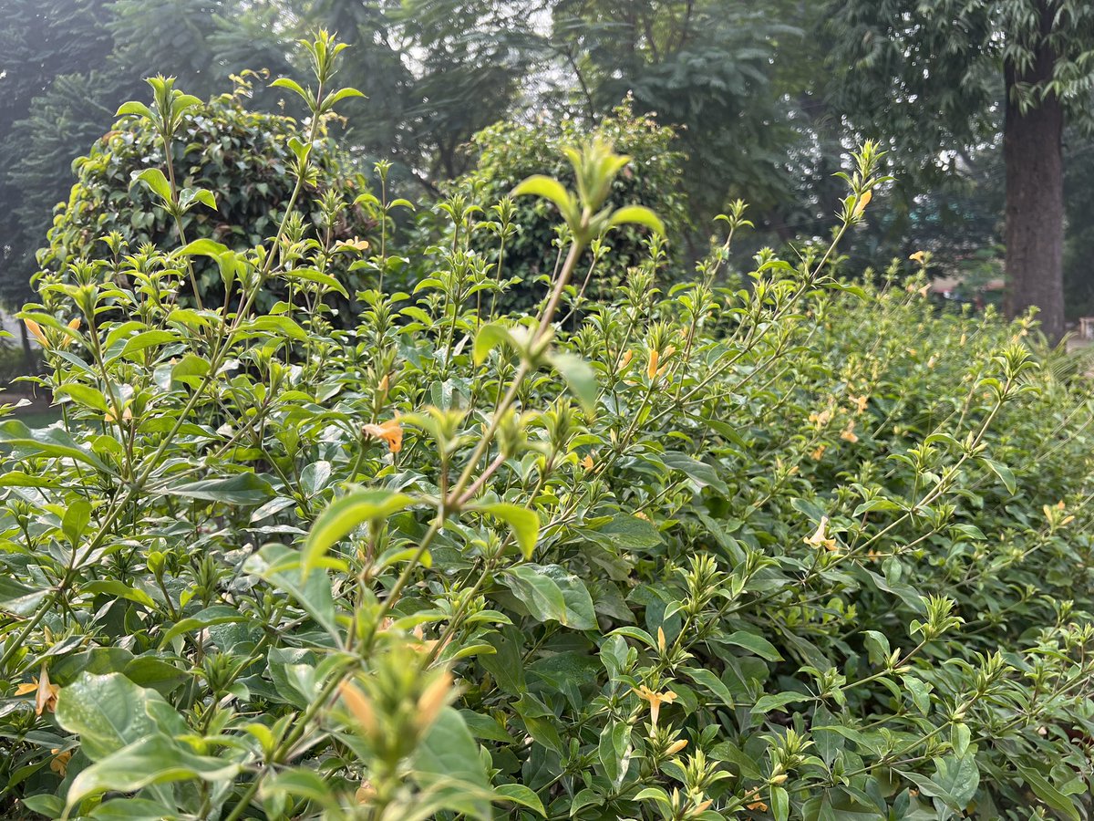 SigmaSixQV's tweet image. Spotted this cosy nook between Bhandar Ghar and the Ayurvedic &amp;amp; Homeopathic Charitable Clinics at #Dayalbagh. The Garden of the Merciful keeps outdoing itself!