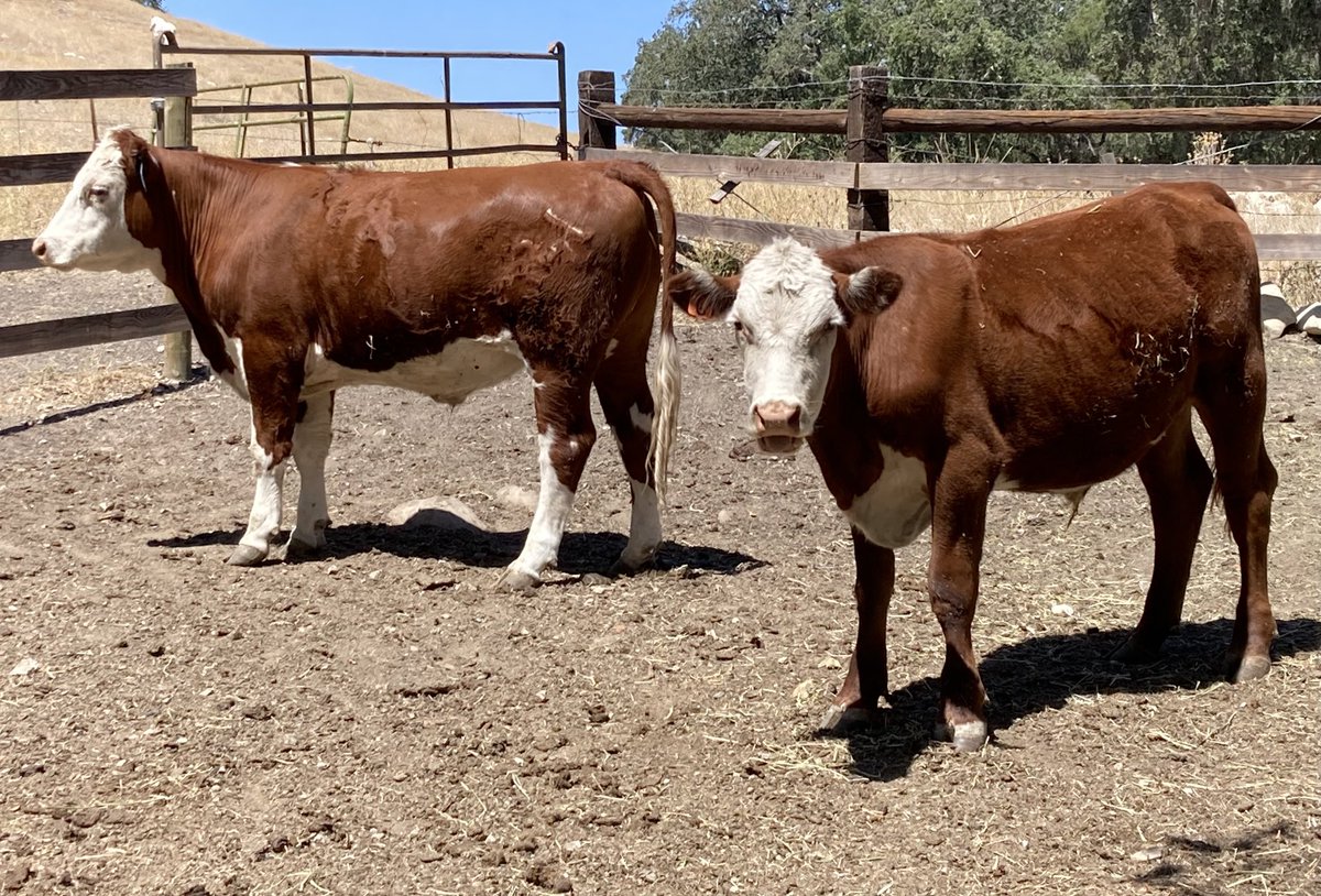 Support British 🇬🇧 farming