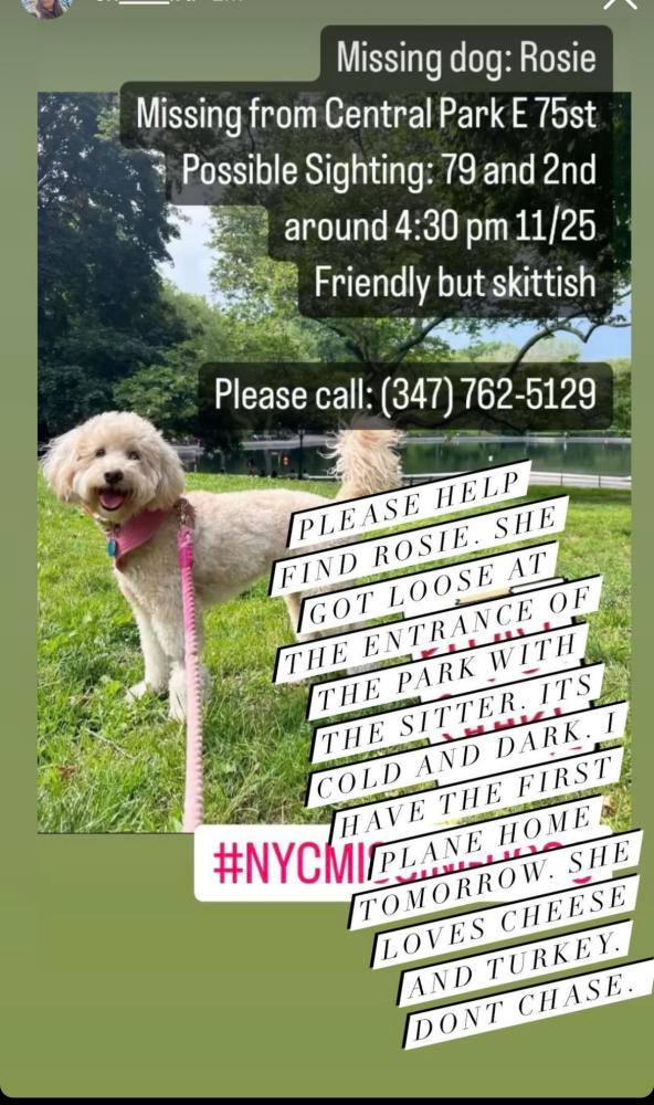 ROSIE IS MISSING NEAR CENTRAL PARK: Lost at the park and East 75th (may have later been seen at 2nd/79th). If you've seen or found her please go here lostmydoggie.com/details.cfm?pe… and/or phone 347-762-5129 and PLEASE RT ROSIE!