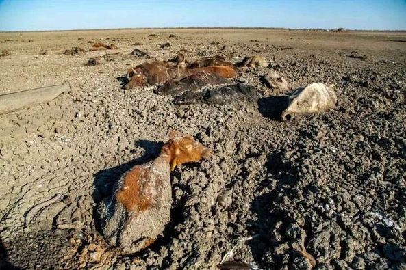 Villagers across Matland have bemoaned loss of livestock to the prevailing harsh climatic conditions. Copping mechanisms are limited, resulting in massive loses.