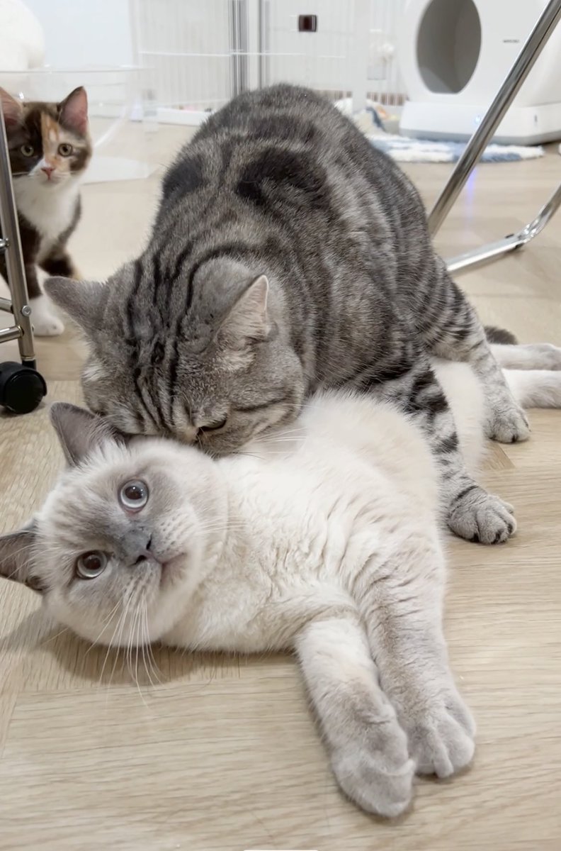 _DNVP2_'s tweet photo. กี้หยุดดึ๊บน้อง!! 18+มากเด็กห้ามดูนะยิน🤣 https://t.co/216H3ENqBa